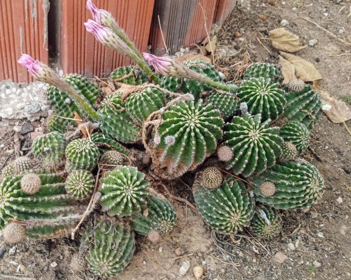Echinopsis oxygona