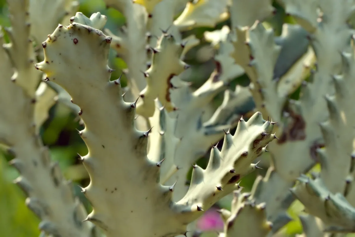 Euphorbia lactea
