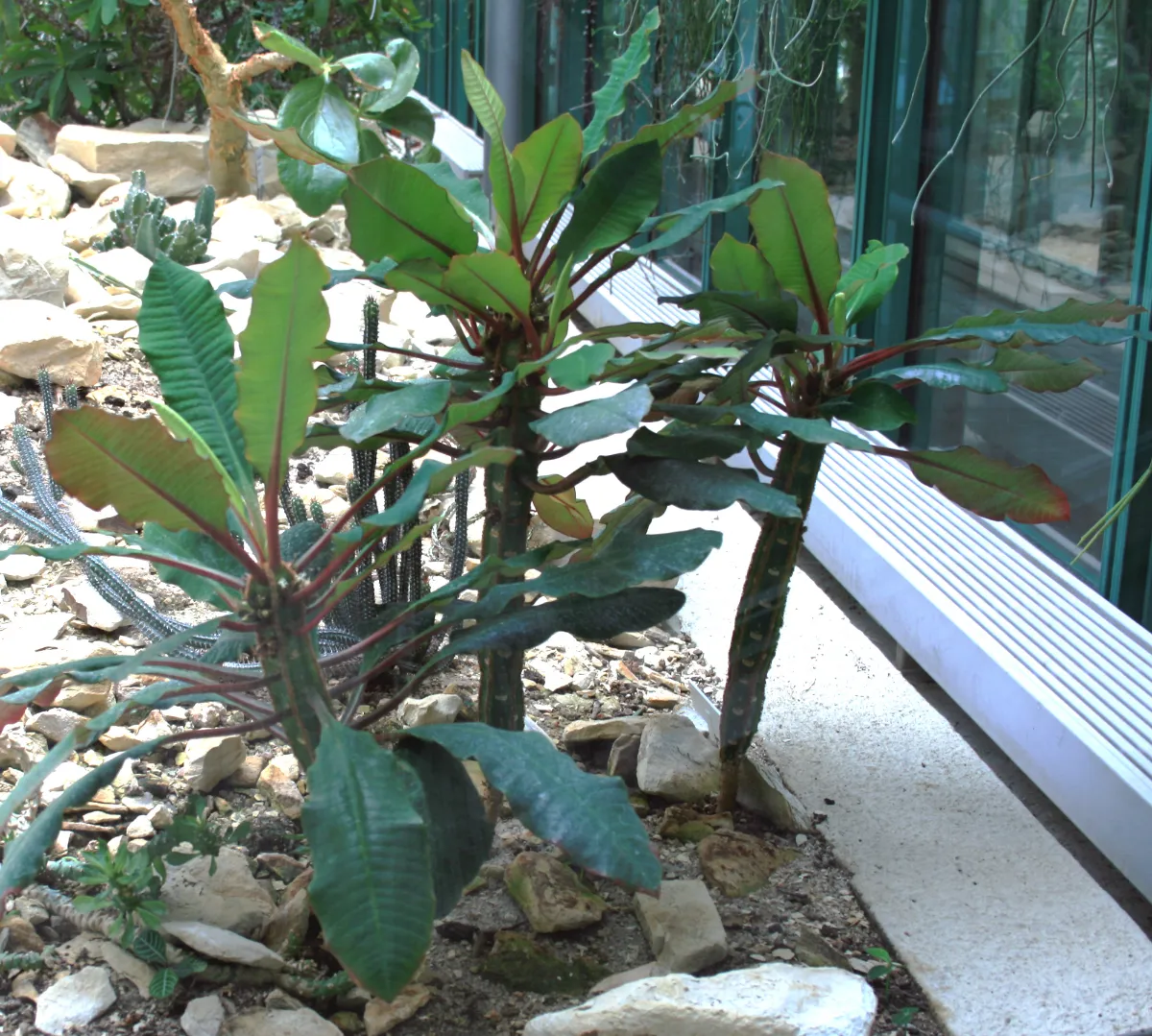 Euphorbia leuconeura