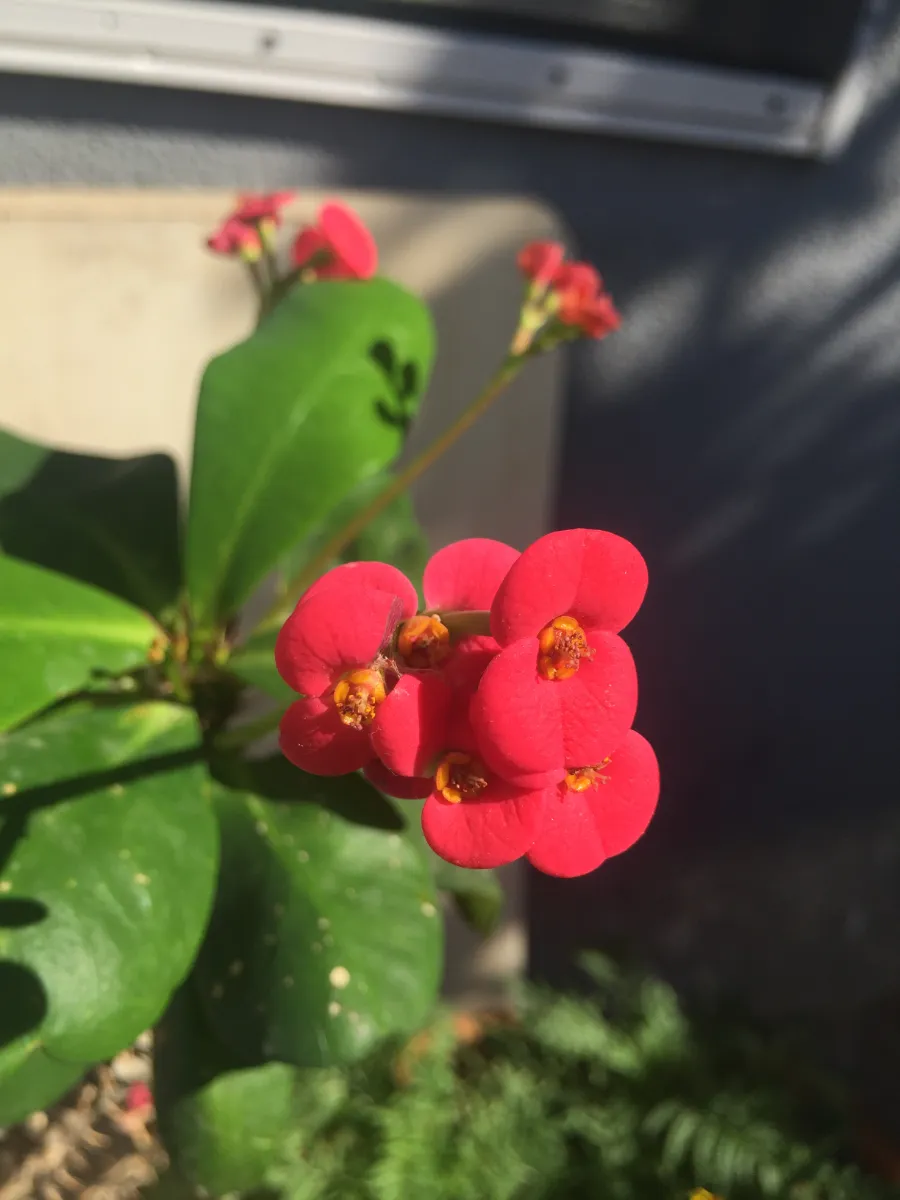 Euphorbia milii