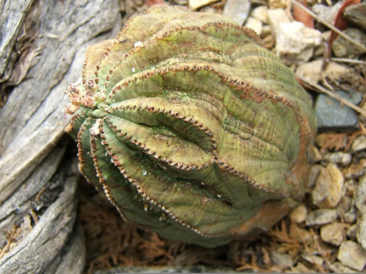 Euphorbia obesa