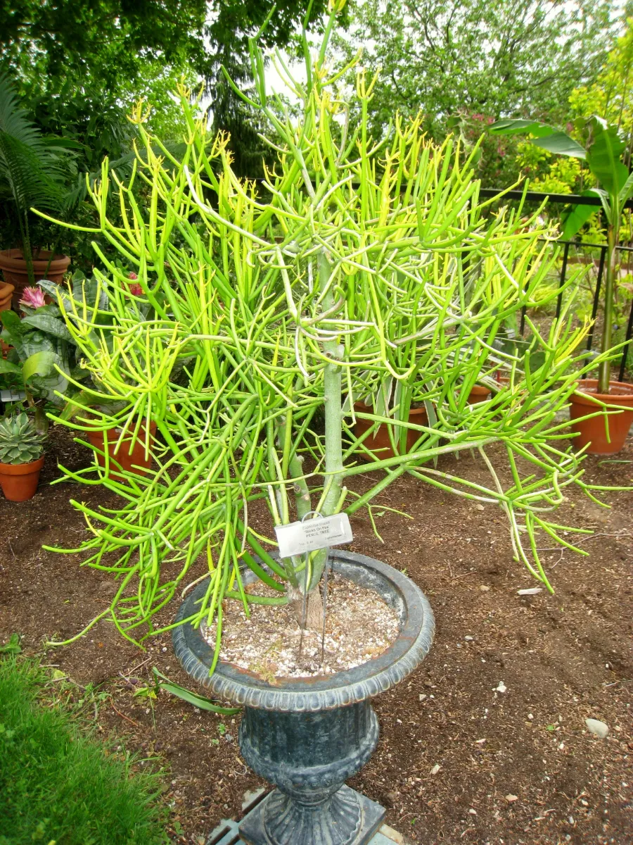 Euphorbia tirucalli