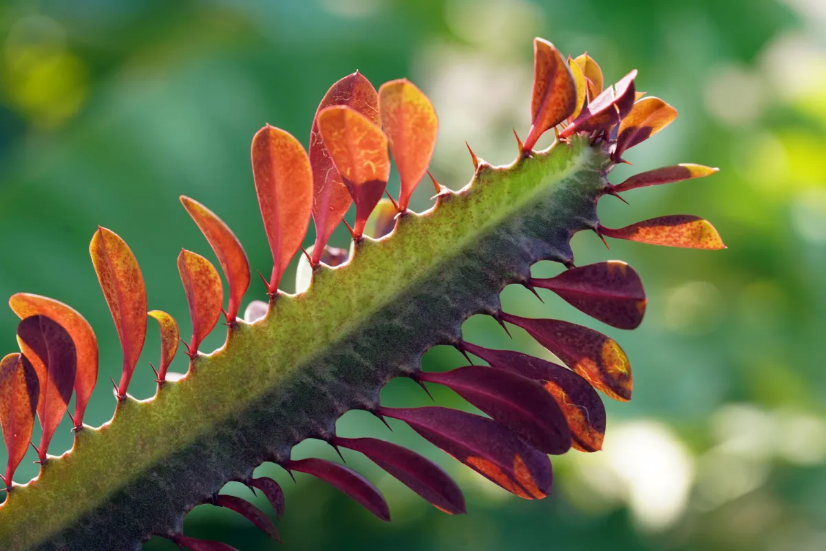 Euphorbia trigona