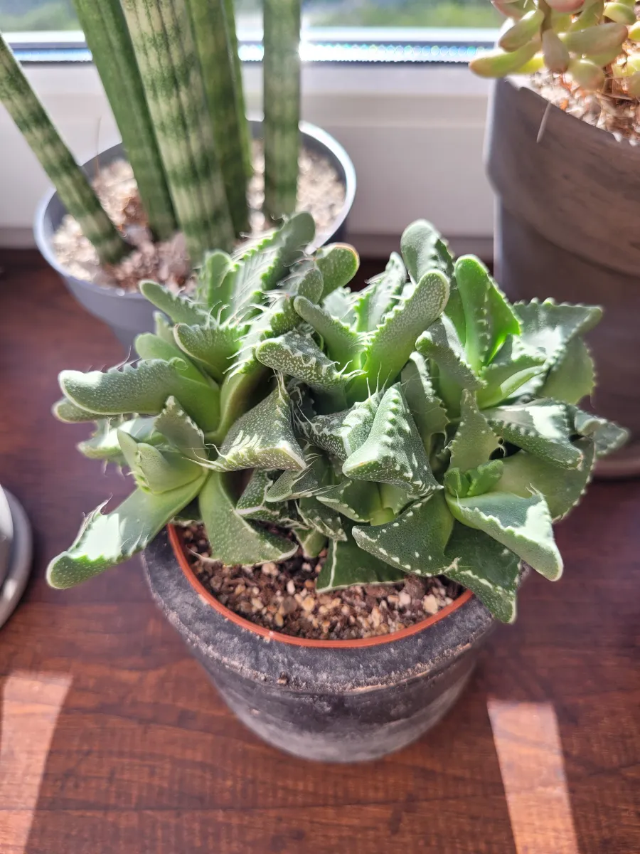 Faucaria tigrina