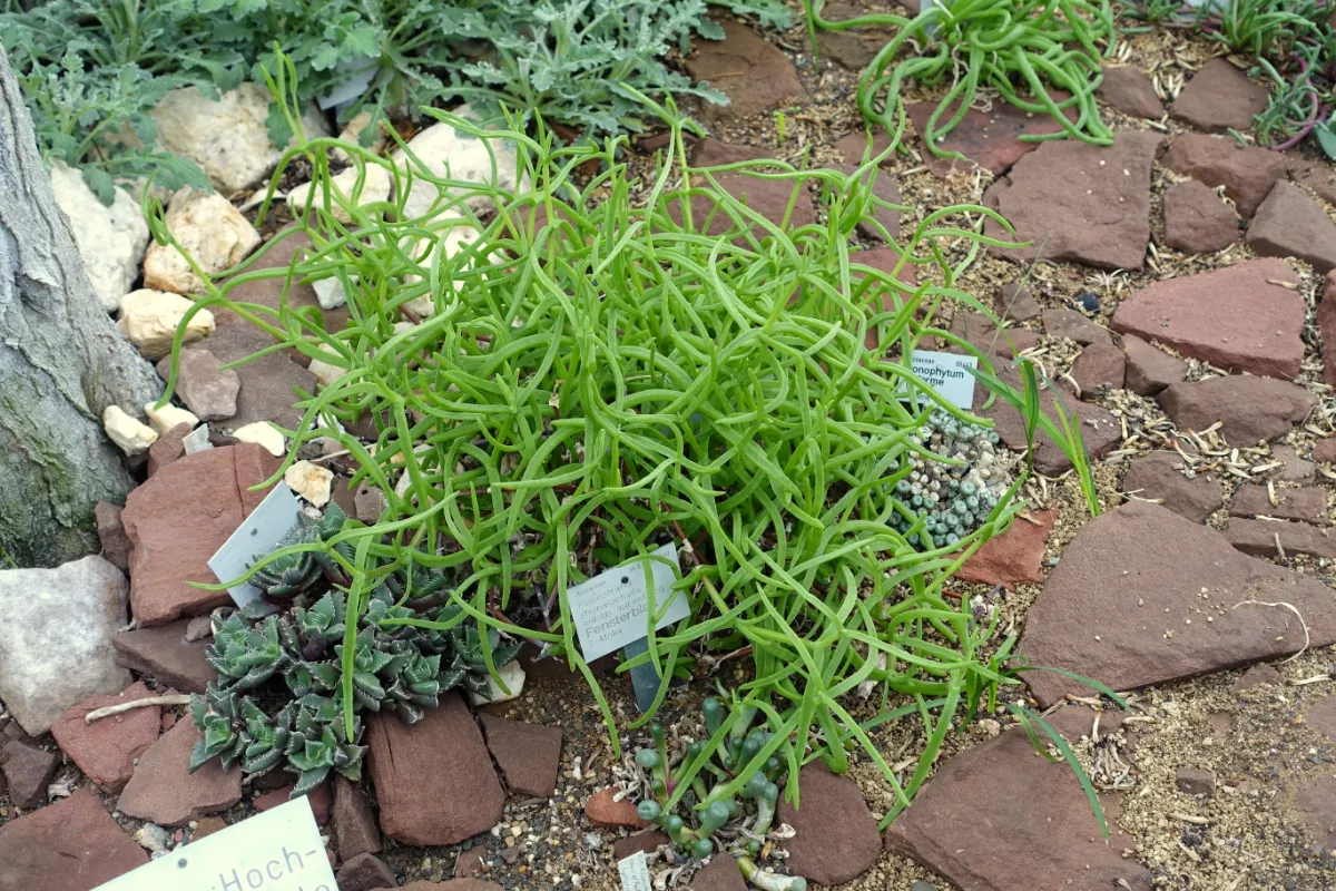 Fenestraria aurantiaca