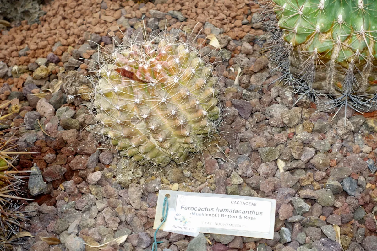Ferocactus hamatacanthus