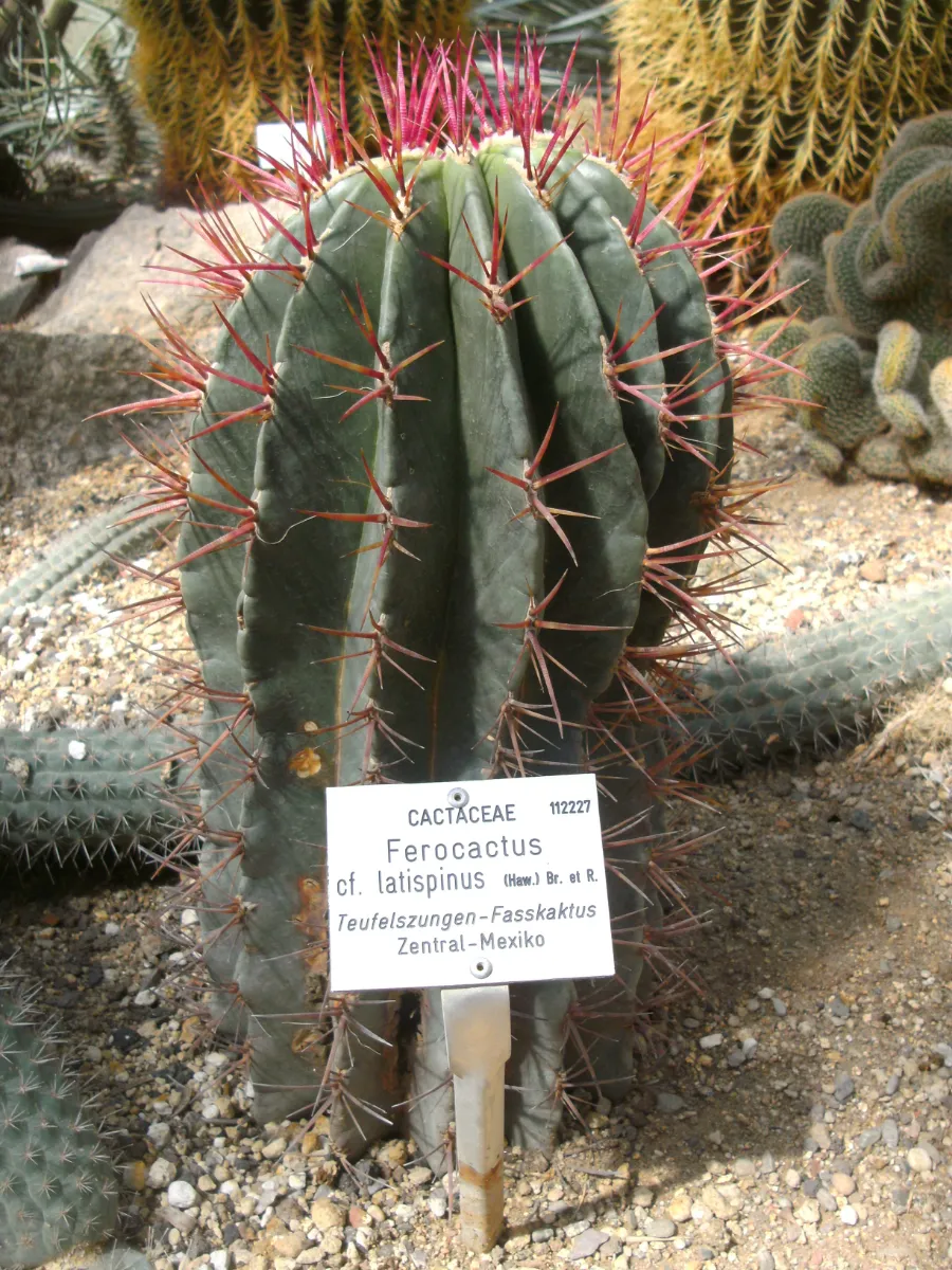 Ferocactus latispinus