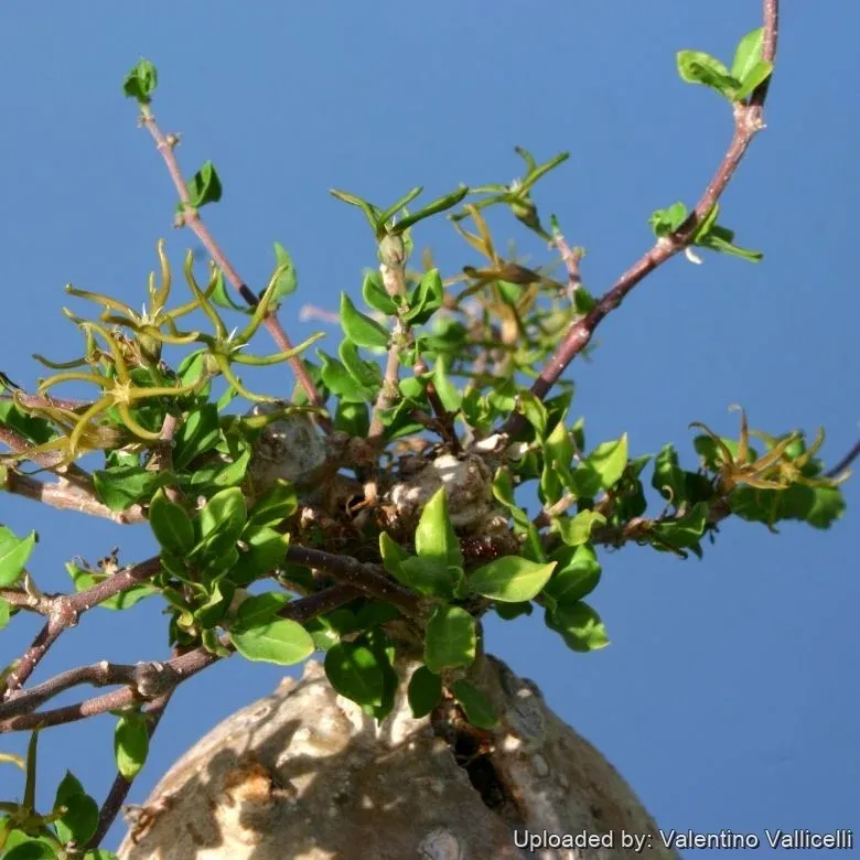 Fockea edulis