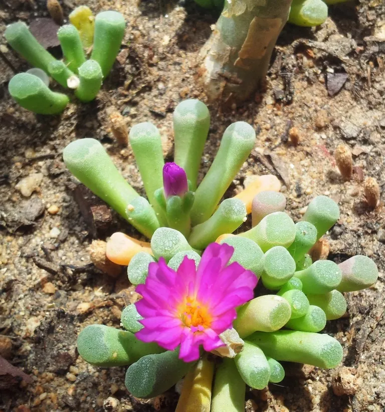 Frithia pulchra