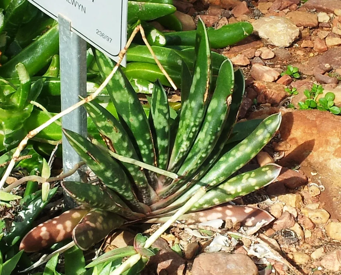 Gasteria bicolor
