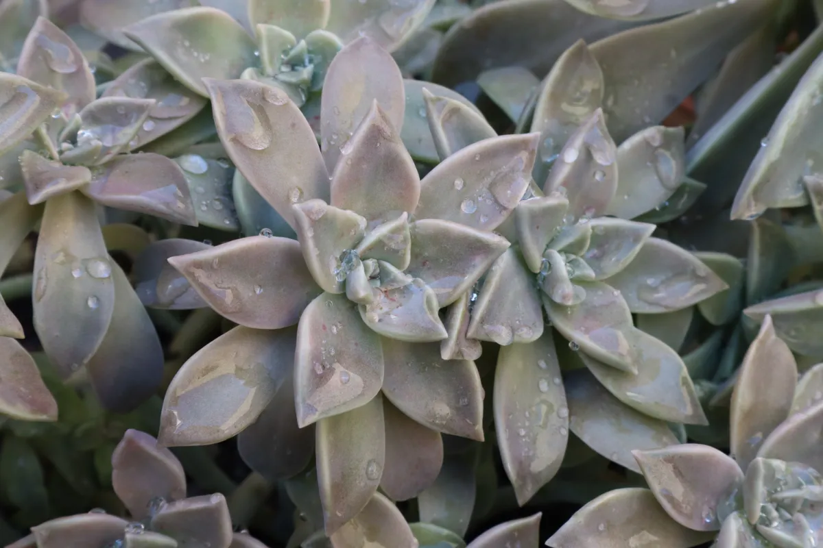 Graptopetalum paraguayense