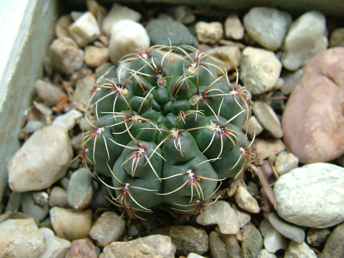 Gymnocalycium baldianum