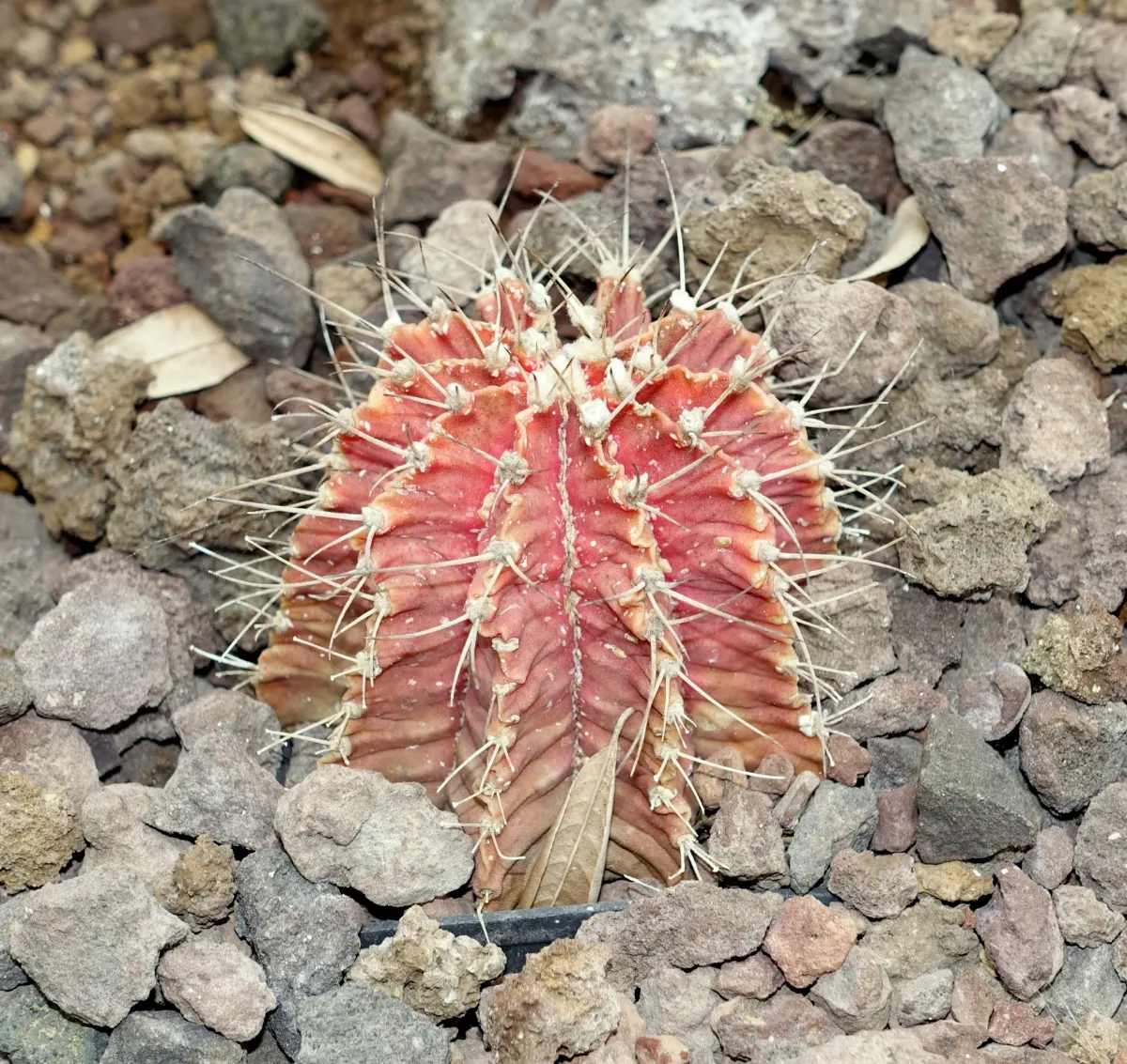 Gymnocalycium mihanovichii
