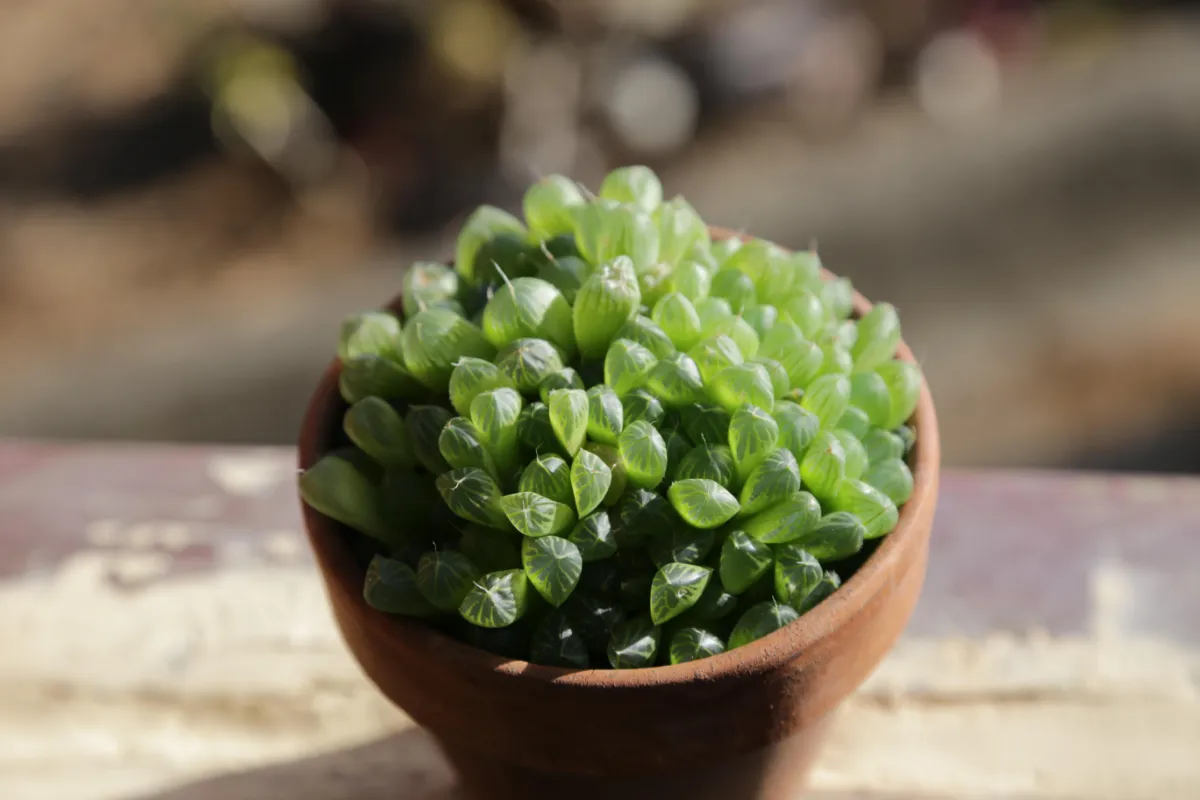 Haworthia cooperi
