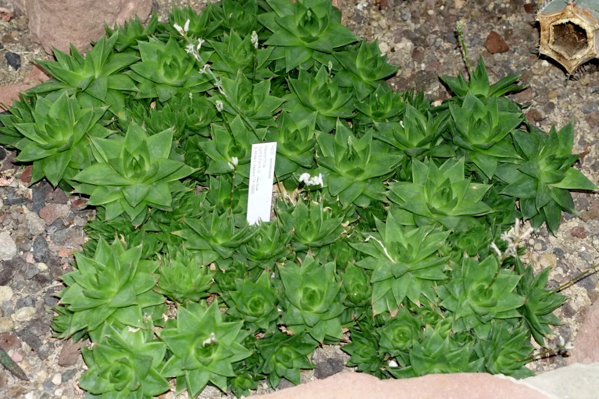 Haworthia cymbiformis