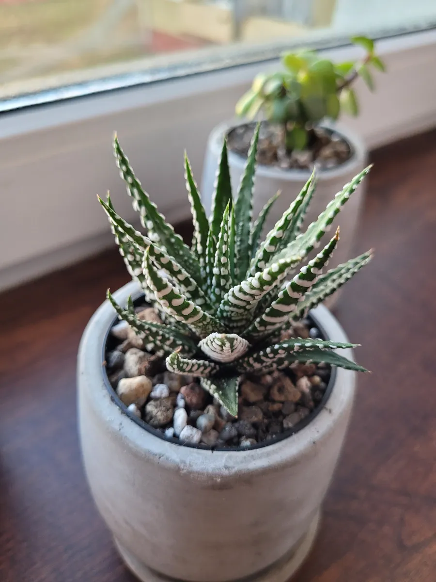 Haworthia fasciata