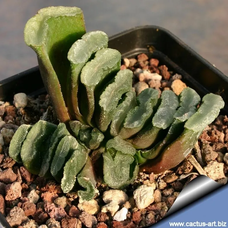 Haworthia truncata