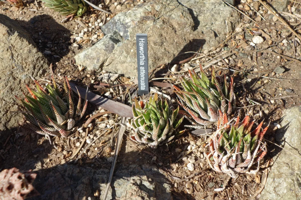 Haworthiopsis attenuata