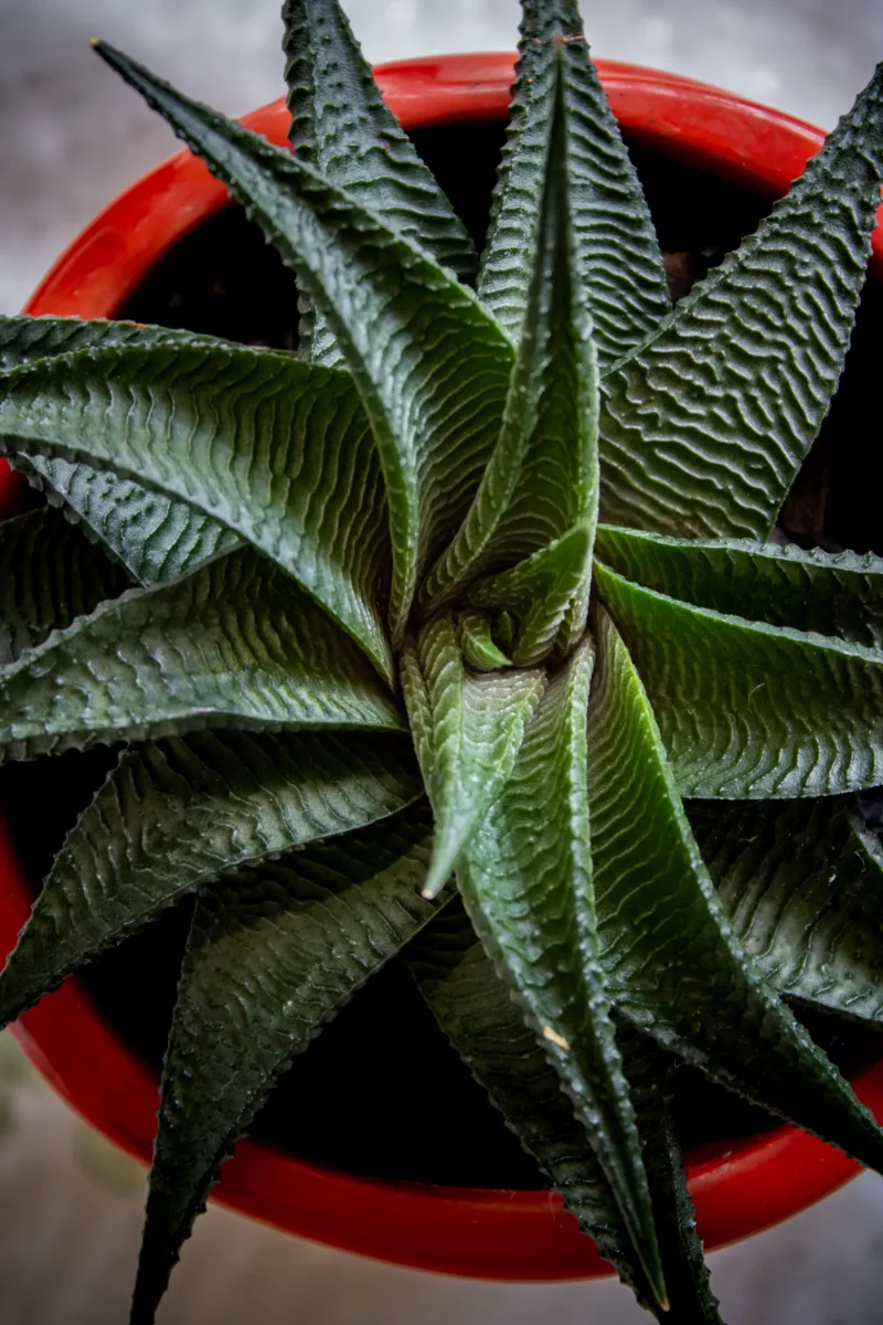 Haworthiopsis limifolia