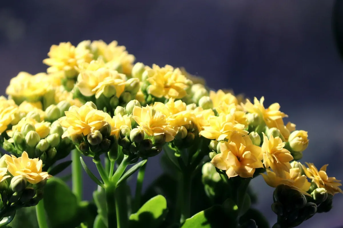 Kalanchoe blossfeldiana
