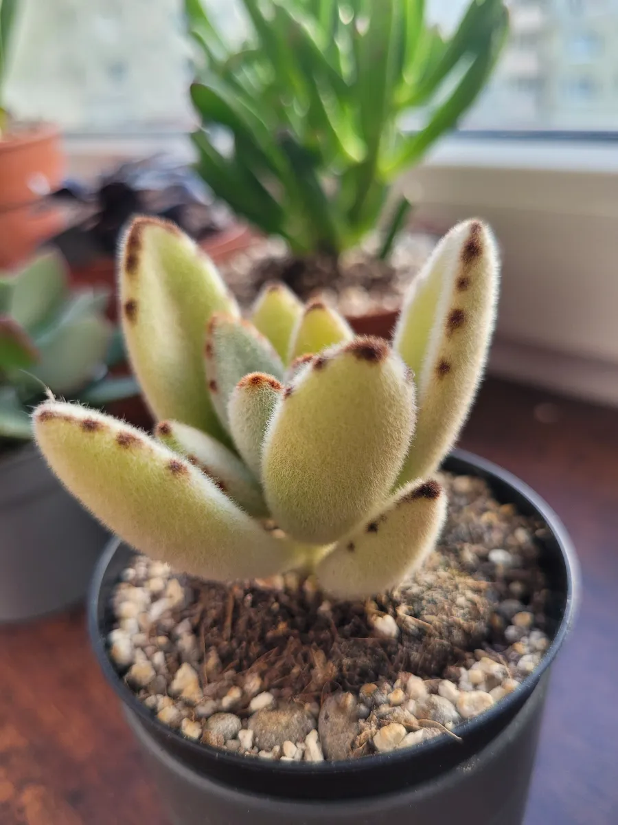 Kalanchoe tomentosa