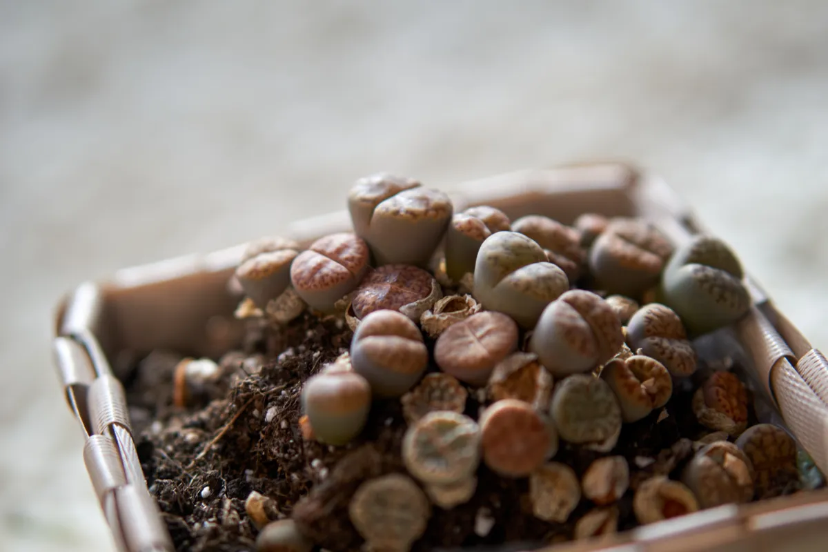 Lithops aucampiae