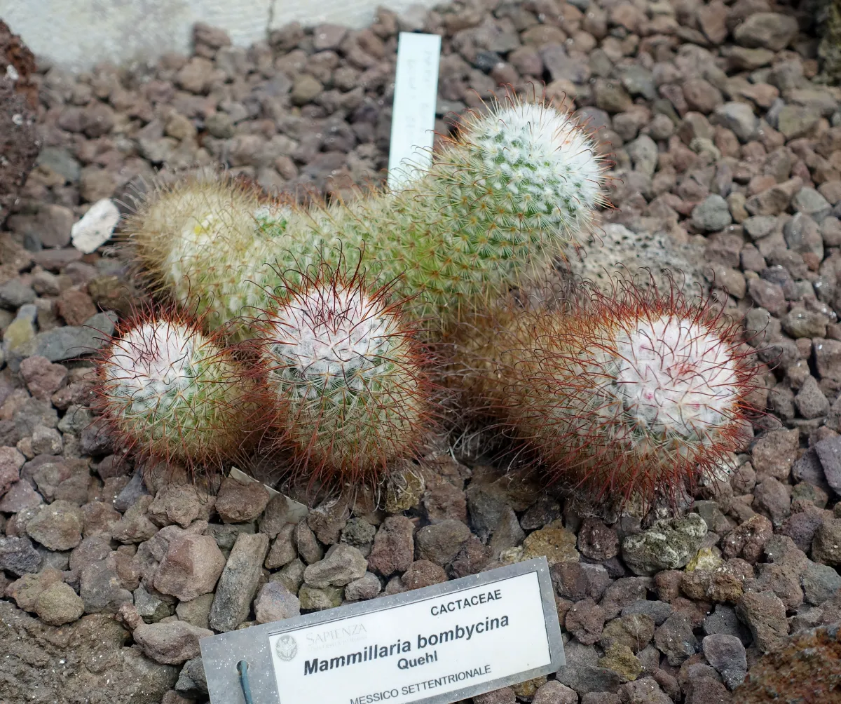 Mammillaria bombycina