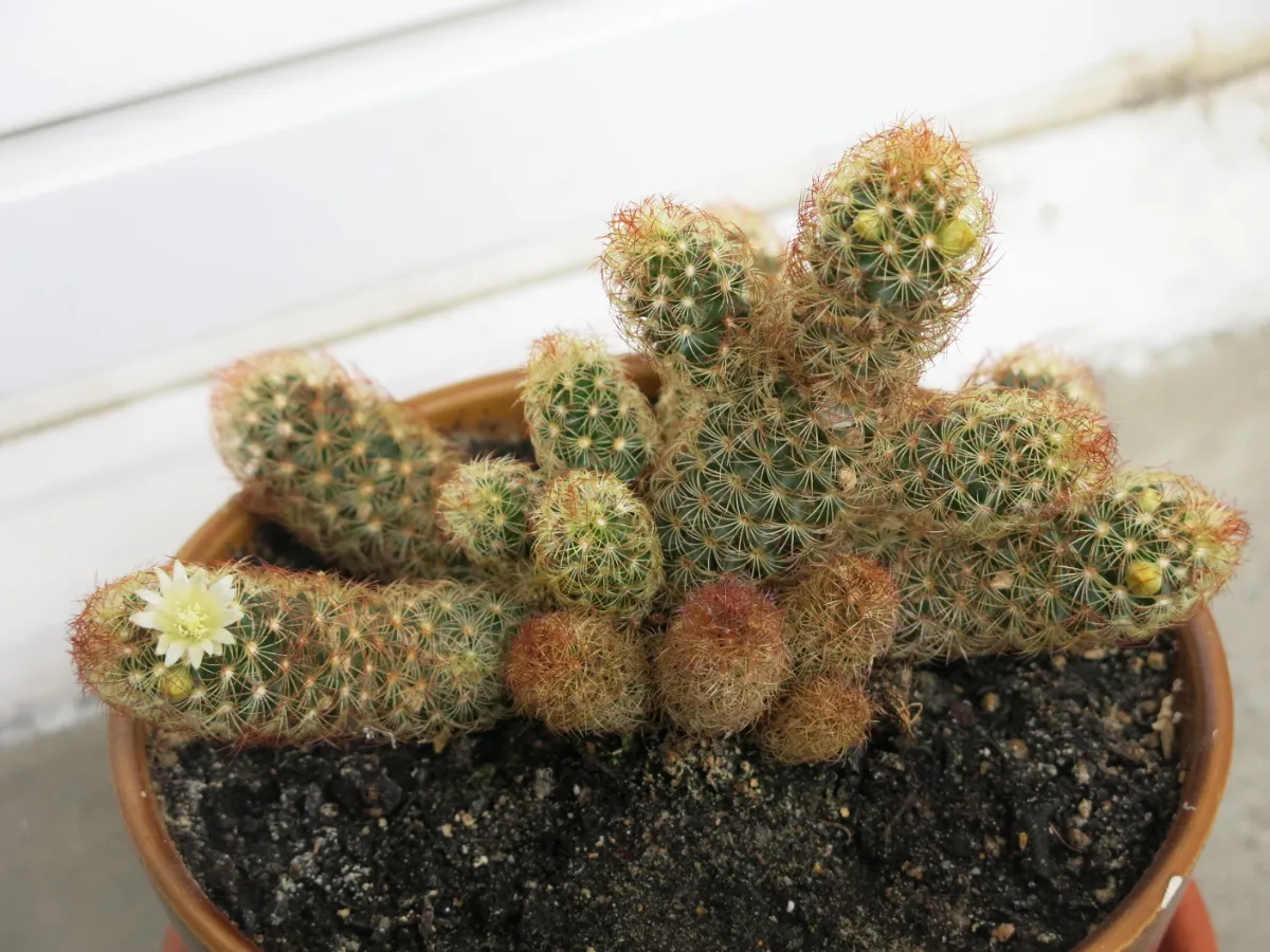 Mammillaria elongata