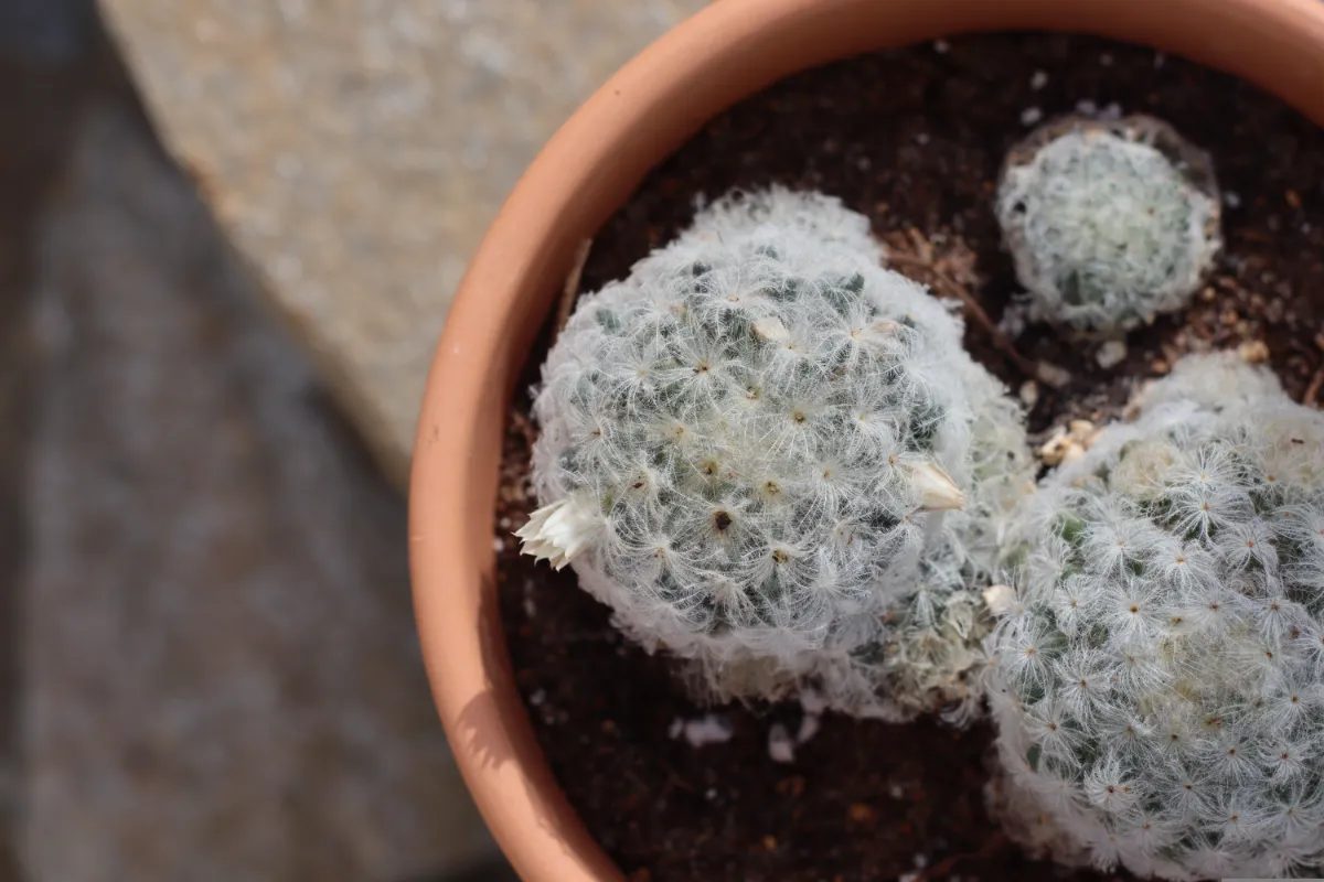 Mammillaria plumosa
