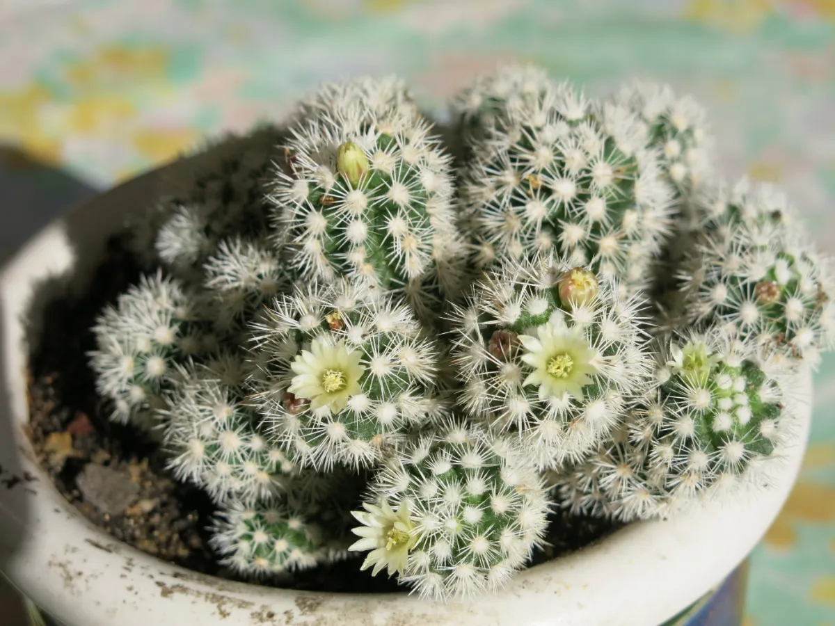 Mammillaria vetula