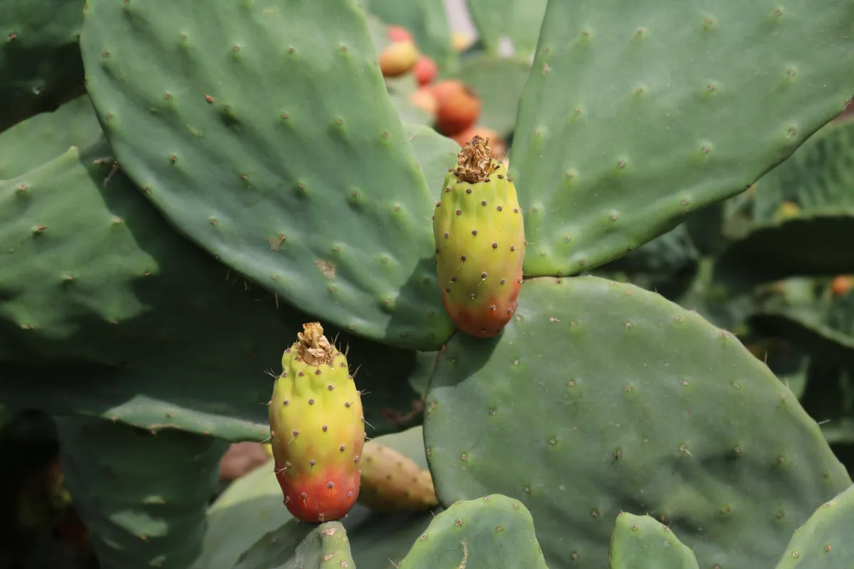 Opuntia ficus-indica