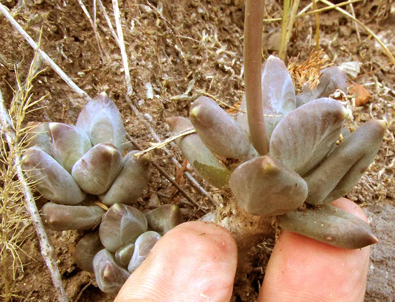 Pachyphytum compactum