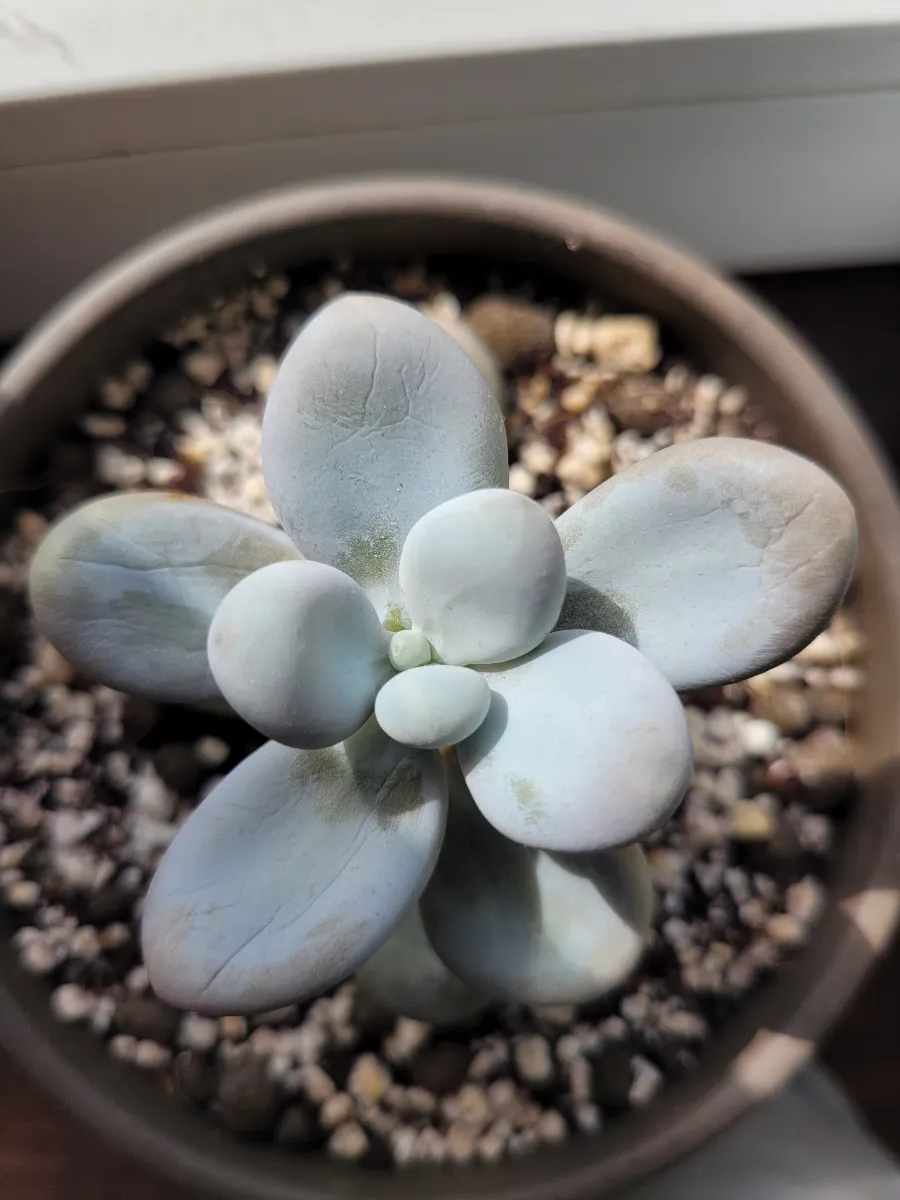 Pachyphytum oviferum