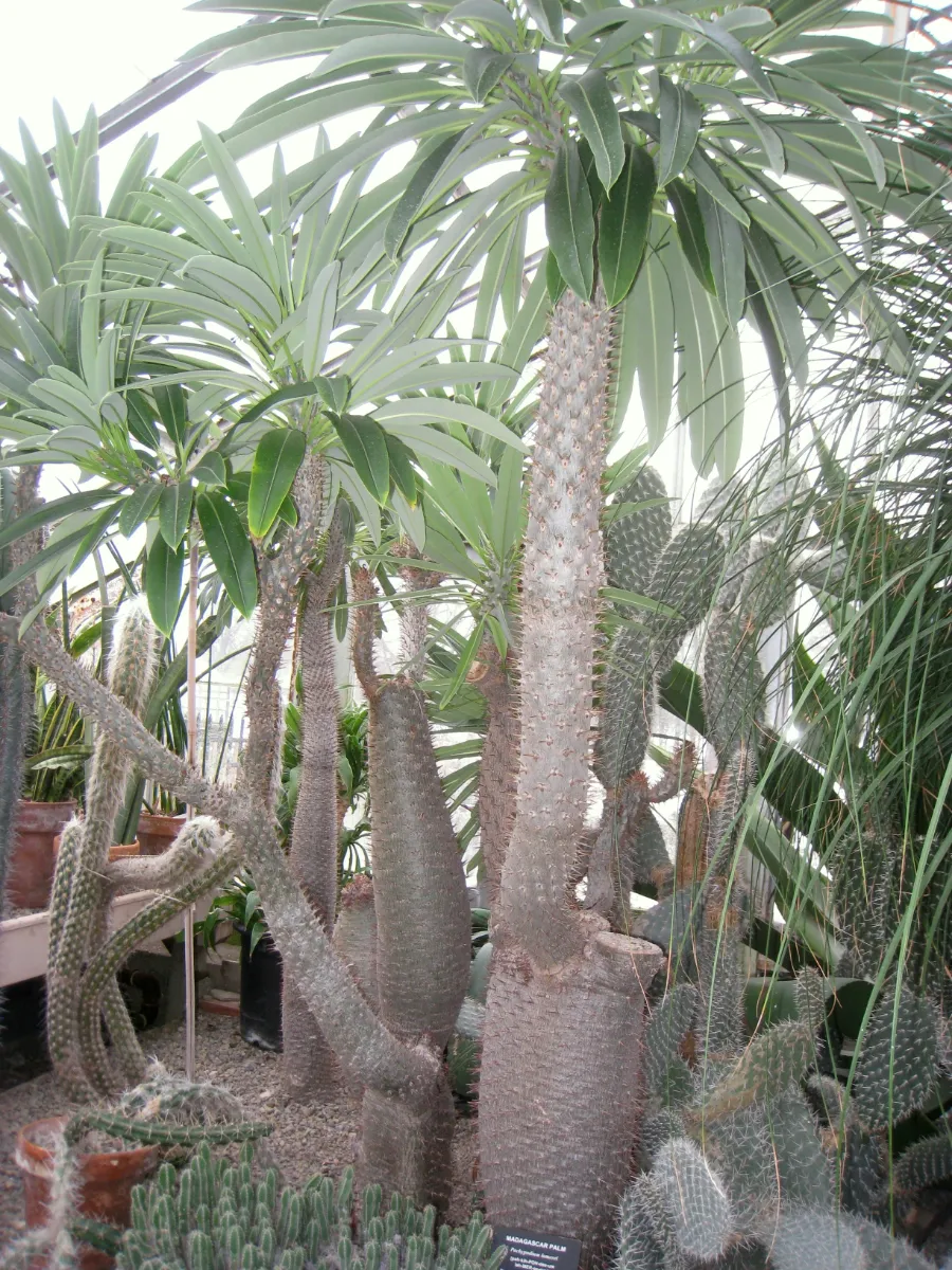 Pachypodium lamerei