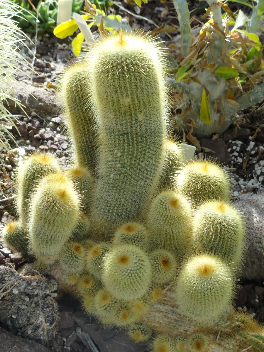 Parodia leninghausii