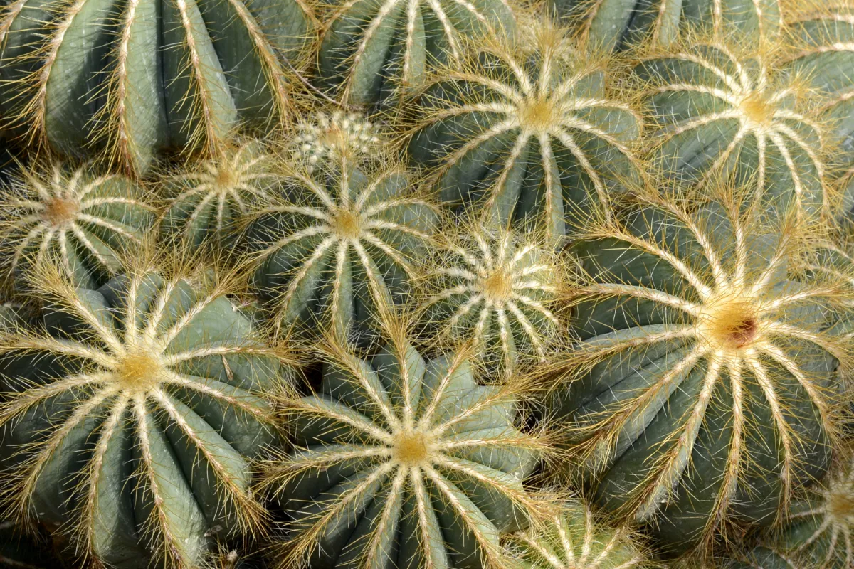 Parodia magnifica