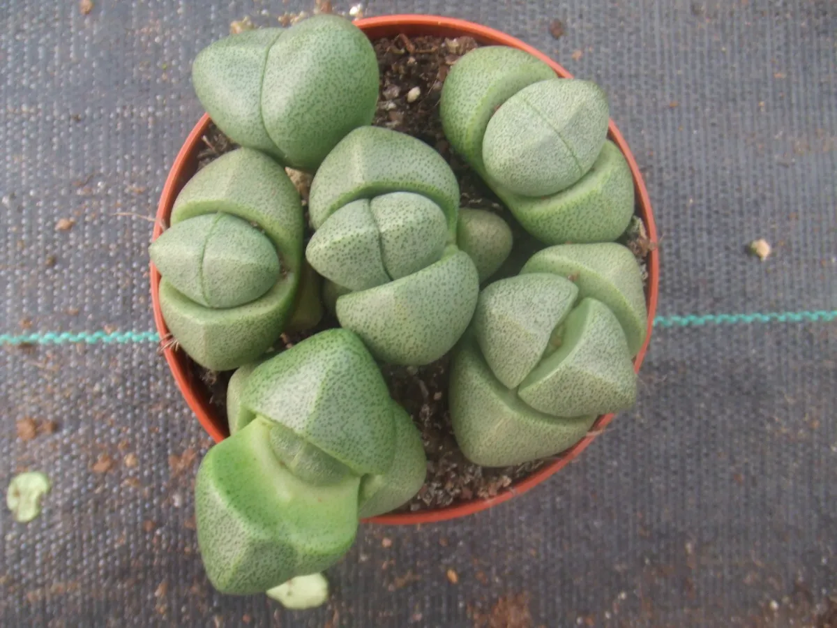 Pleiospilos nelii