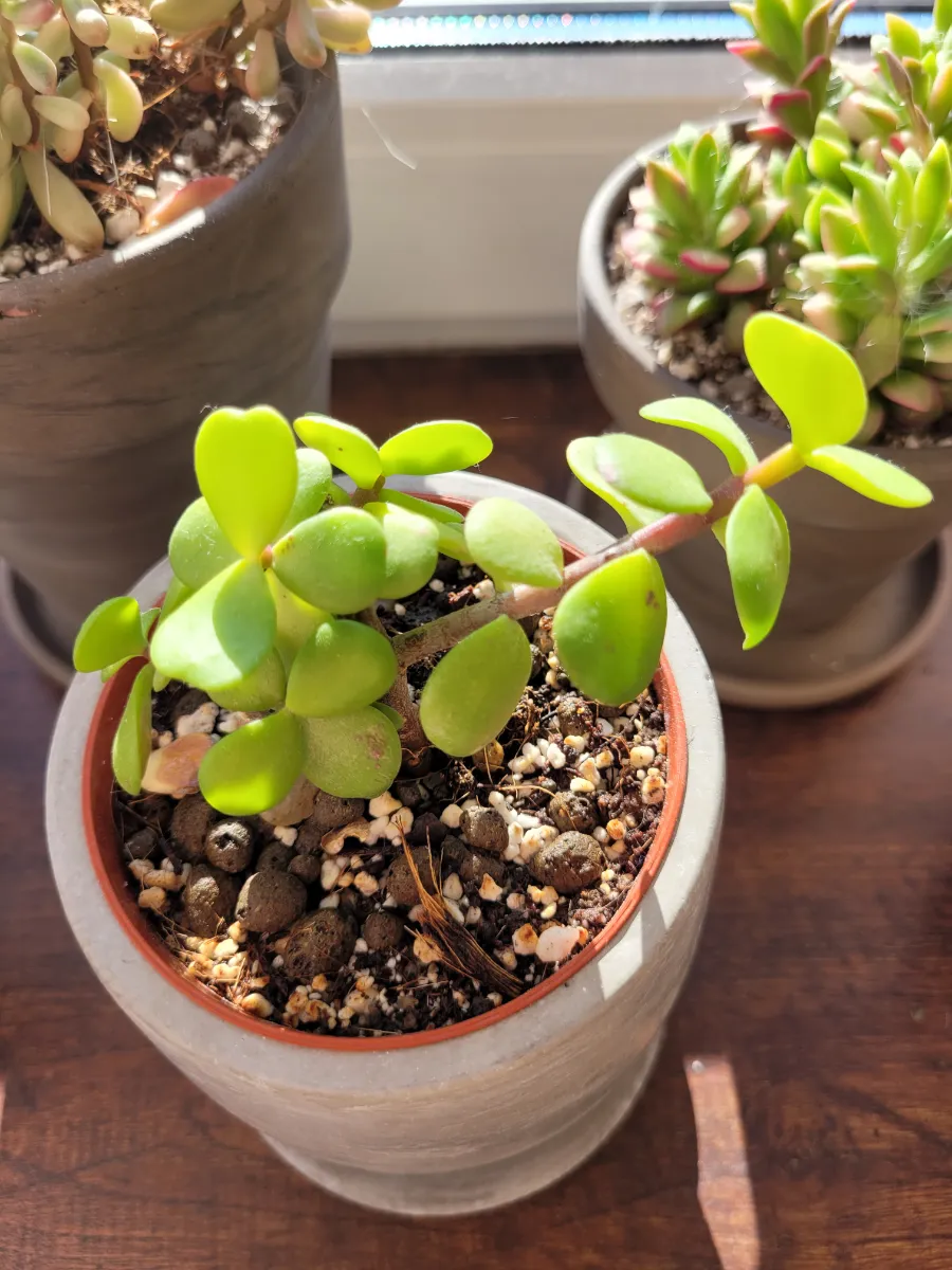 Portulacaria afra 'Lemon'