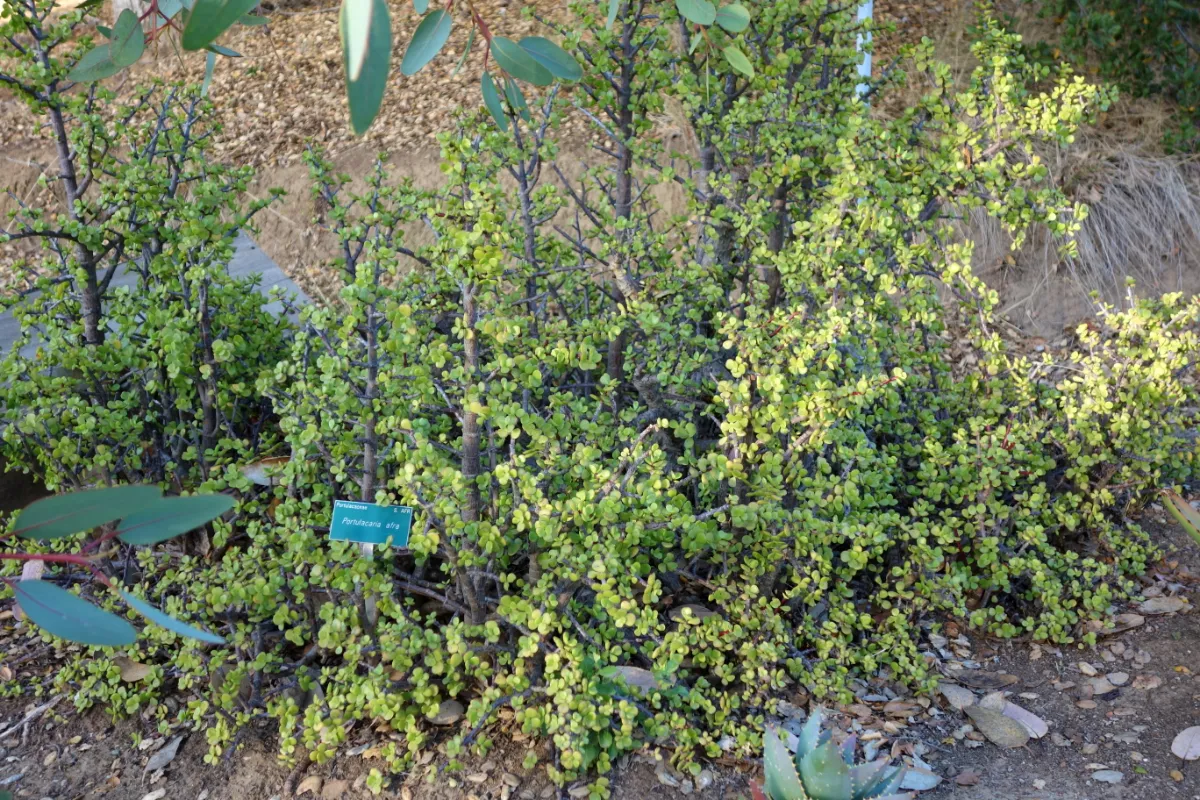 Portulacaria afra