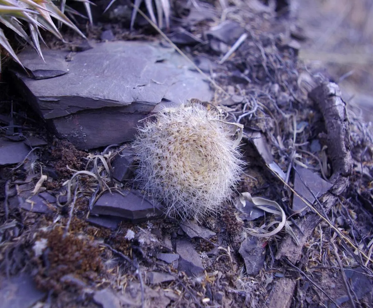 Rebutia minuscula