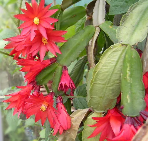 Rhipsalidopsis gaertneri