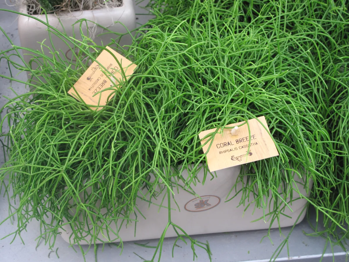 Rhipsalis baccifera