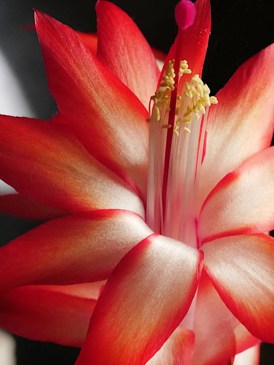 Schlumbergera truncata