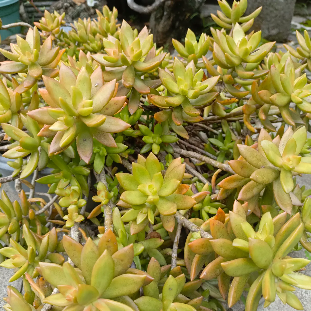 Sedum adolphi