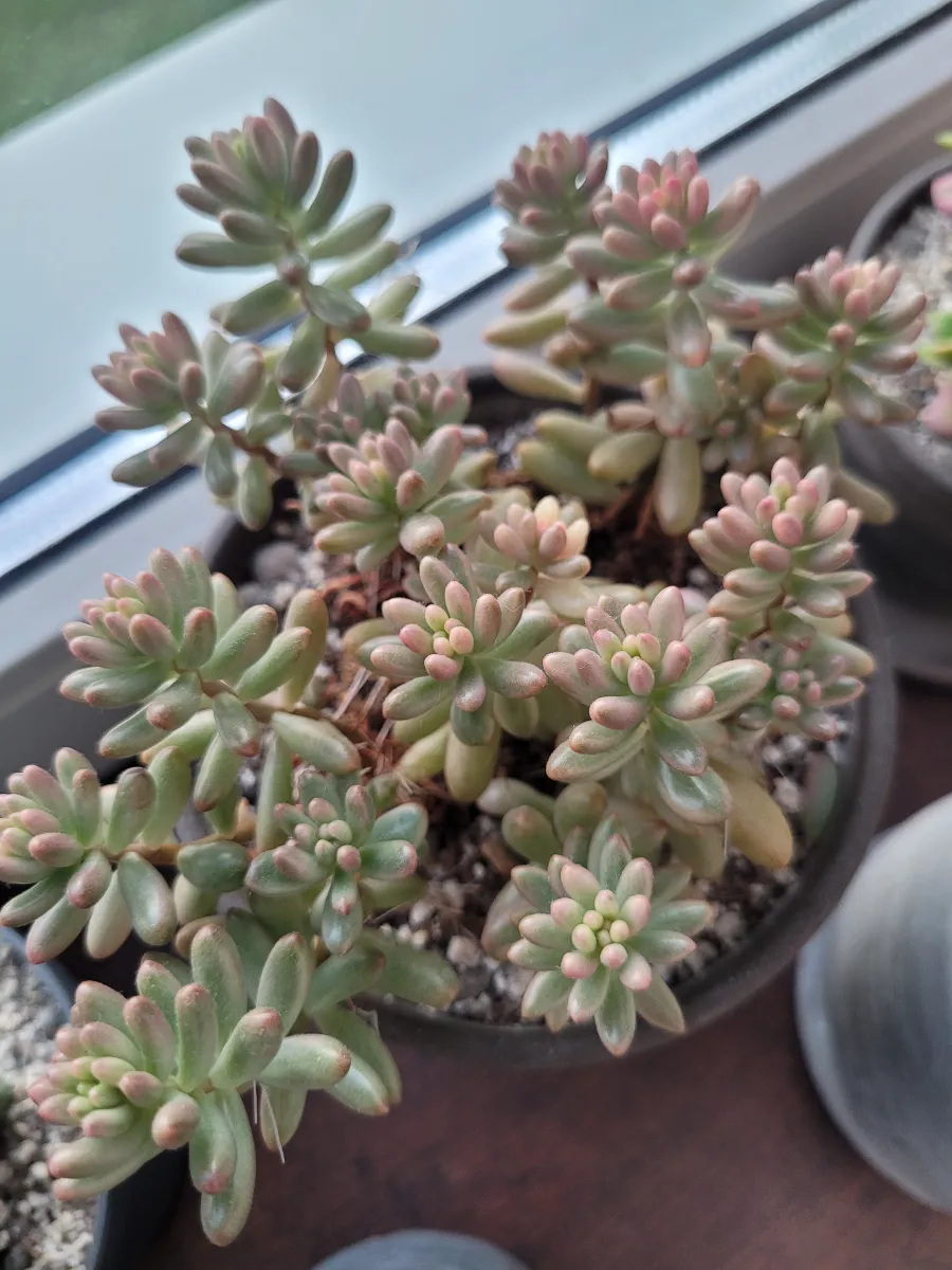 Sedum burrito