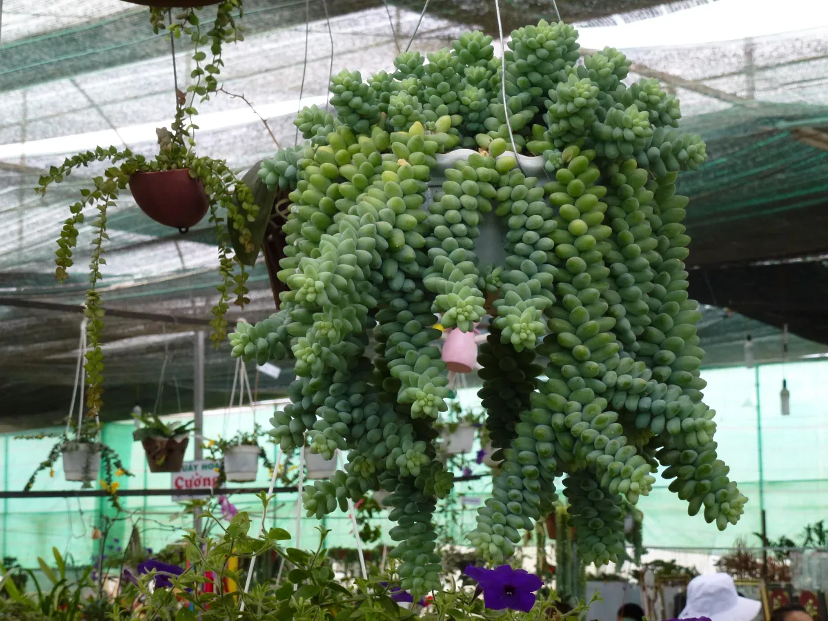 Sedum morganianum