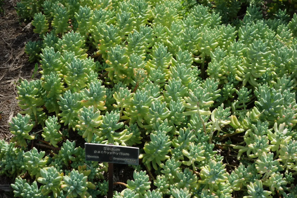 Sedum pachyphyllum