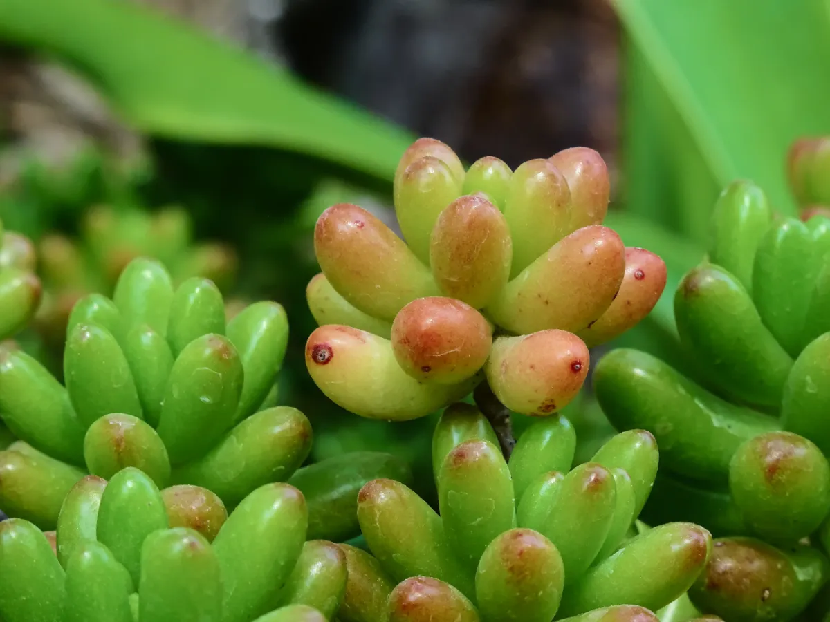 Sedum × rubrotinctum