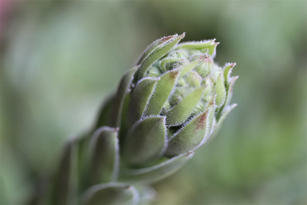 Sempervivum tectorum