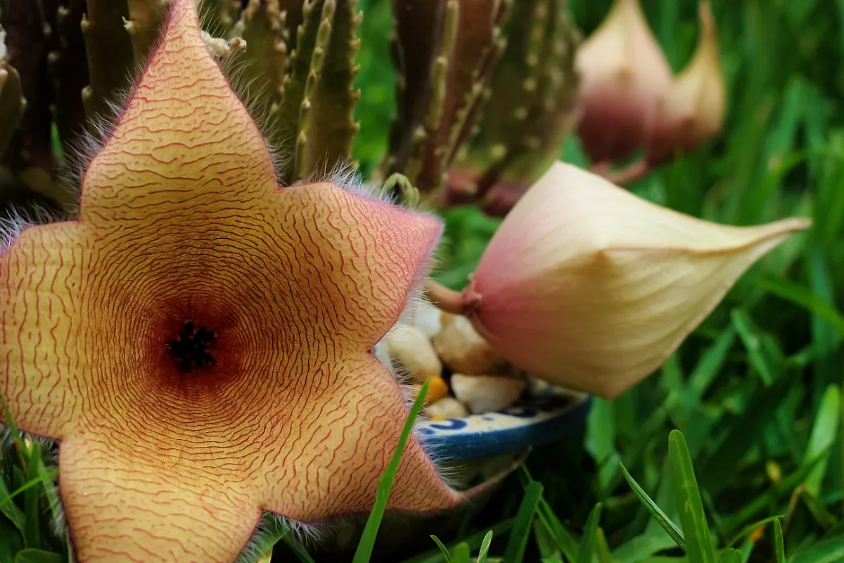 Stapelia gigantea